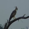 Crested Hawk-Eagle (Nisaetus cirrhatus)
Also know as Changeable...