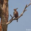 Crested Hawk-Eagle by Kesara.