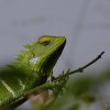 Green Chameleon
Photograph by Kesara.
[see more on flickr]