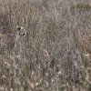 Blending in. Leopard at Wilpattu National Park, Sri Lanka.