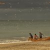 Terns and Seine (Ma Dal) Fishing, Kalpitiya. 