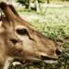 This deer , a survivor of a leopard attack, was tied near the...