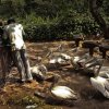 Pelicans at  Dehiwala Zoo
Pelican feeding time at Dehiwala zoo...