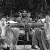 The Family Car
Bullock cart is the vehicle of choice where...