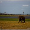 Single Tusk Tusker - Minneriya National Park, Sri Lanka (තනි දළා...