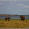 Minneriya Elephants
Photograph by Kesara Rathnayake [flickr].