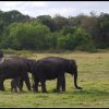 Baby Elephant Loves Milk
Photo taken at Minneriya National Park...