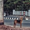 Stray dog near Eeyam Poruwa Raja Maha Vihare, Kotte.

more pics...