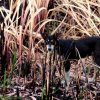 Stray Dog in a Burnt Field.
more pics of strays