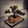 Bonsai (Taken with Instagram)