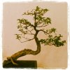 Bonsai Tree (Taken with Instagram at National Art Gallery)