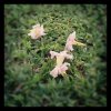 Fallen (Photo taken at Independence Square Jogging Track)...