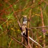 Chameleon
Taken with old Helios 44-2 lens.
Photograph by Kesara...