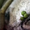 Ant & Cluster Figs
Taken with old HELIOS 44M-4...