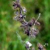 Thorns (කටු)

Taken with old HELIOS 44M-4 lens.
Photograph...