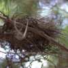 Abundant Bird Nest (Photograph by Kesara)