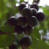 Ambarella (අඹරැල්ලා) / Golden apple (Spondias Dulcis)
Photograph...