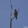 Crested Serpent Eagle (Spilornis cheela) by Kesara.