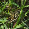 Grasshoppers Mating