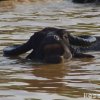 Water Buffalo