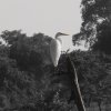 Great Egret by Kesara.
[flickr]