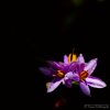 Prickly Nightshade Flowers
Photograph by Kesara...