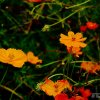 Yellow Flowers
Photograph by Kesara Rathnayake [flickr].