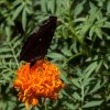 Common Sailor on Marigold
Photograph by Kesara...