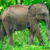 Baby Elephant
Photograph by Kesara.