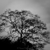 Tree Silhouette
Photograph by Kesara Rathnayake.
[flickr]