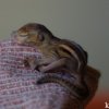 Baby Squirrel
Photograph by Kesara.