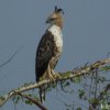 Crested Hawk-Eagle (Nisaetus cirrhatus)
Also know as Changeable...