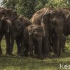 Wild Elephants by Kesara.
My first real HDR photo.Created using...