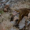 Monkey Look
Photograph by Kesara Rathnayake.
[flickr]