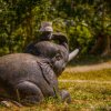 Elephant Salute
Photograph by Kesara Rathnayake [flickr].