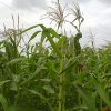 Maize Cultivation Picture In Srilanka