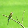 Chestnut headed bee eater