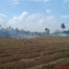 Paddy Straw Burning Picture taken by Farmer Paddy Field in Srilanka