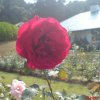 Beautiful Red Rose Flower  Hakgala Botanical garden of Sri Lanka