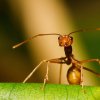 Weaver Ant - Colombo, Sri Lanka