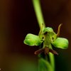 Habenaria acuminata