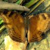 Chocolate Soldier (Junonia iphita)