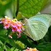 Mottled Emigrant (Catopsilia pyranthe)