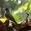 Square-tailed Black bulbul (Hypsipetes ganeesa humii)