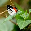 Red Pierrot (Talicada nyseus)