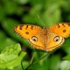 Peacock Pansy (Junonia almana)