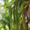 Common tassel fern (Huperzia phlegmaria)