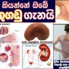 වකුගඩු සම්බන්ධව ඔබ දැනගත යුතු කරුණු