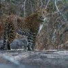 The Leopards at Wel Mal Kema - Yala, Sri Lanka