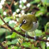 Sri Lanka White-eye (Zosterops ceylonensis)